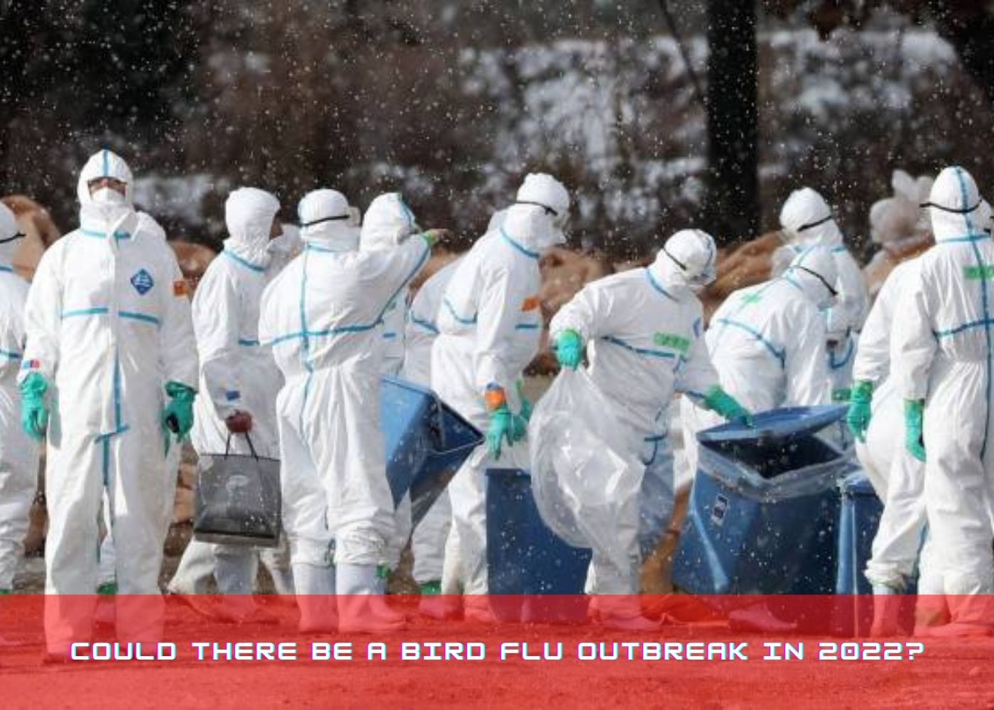 Could there be a Bird Flu outbreak in 2022? 