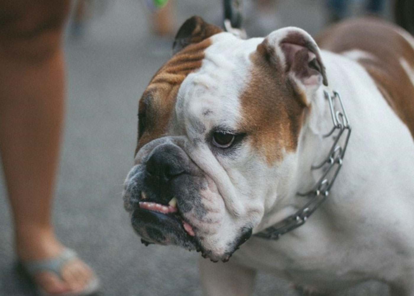 Exploring The Origins And Affectionate Side Of American Bullies