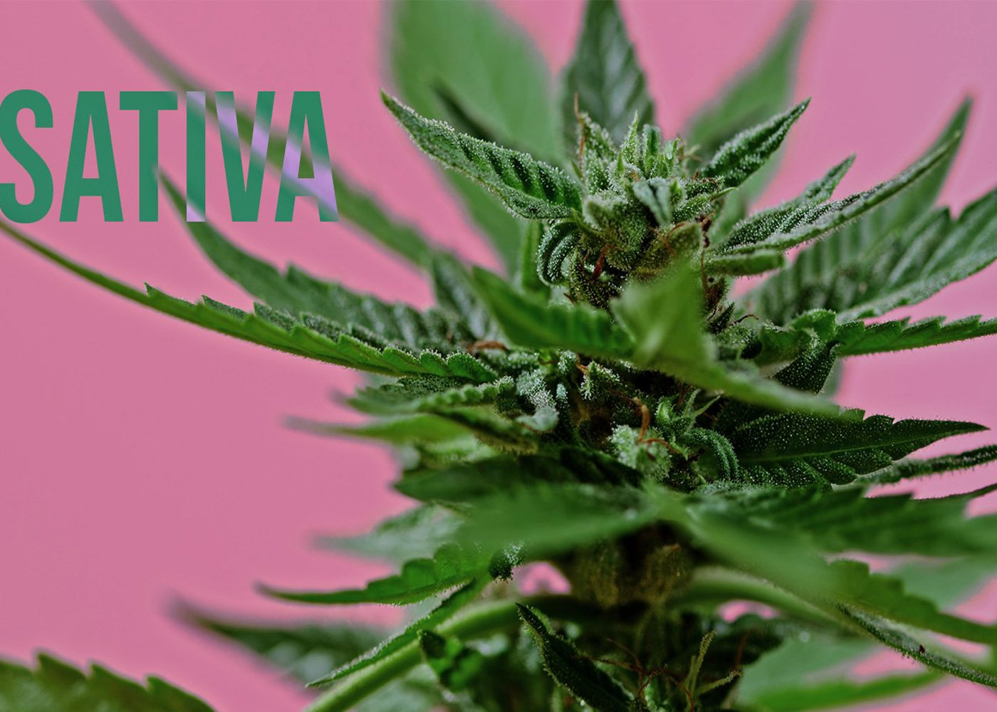 Health Benefits and Medicinal Uses of Sativa Strains