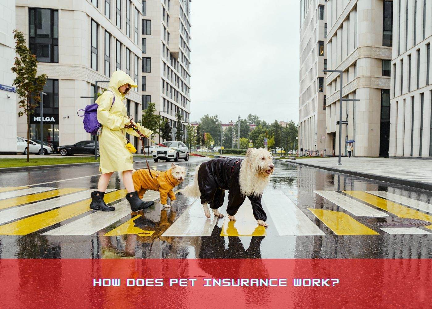 How does Pet Insurance Work?