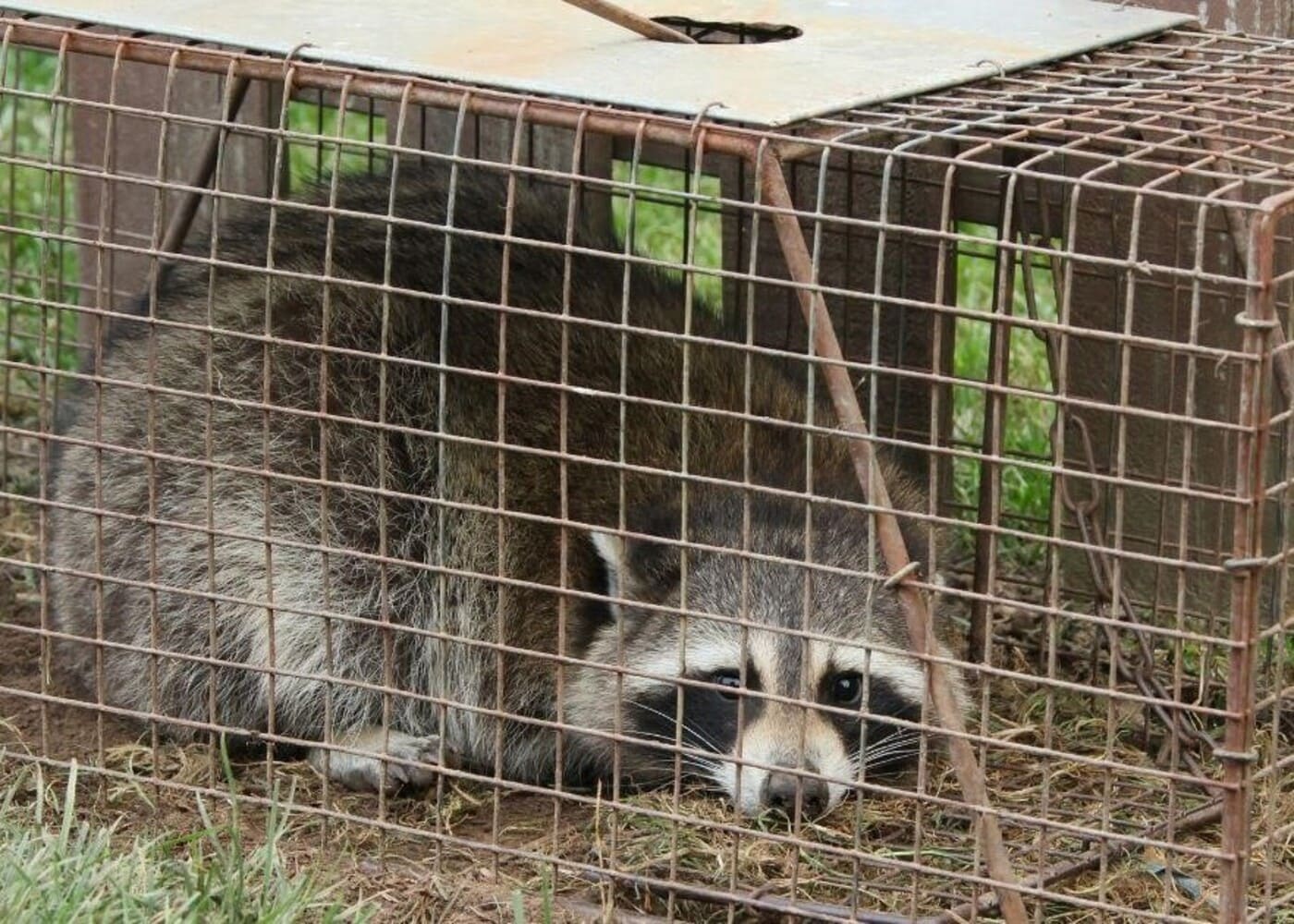 Wildlife Removal Process: Effective Strategies for Safe and Humane Solutions